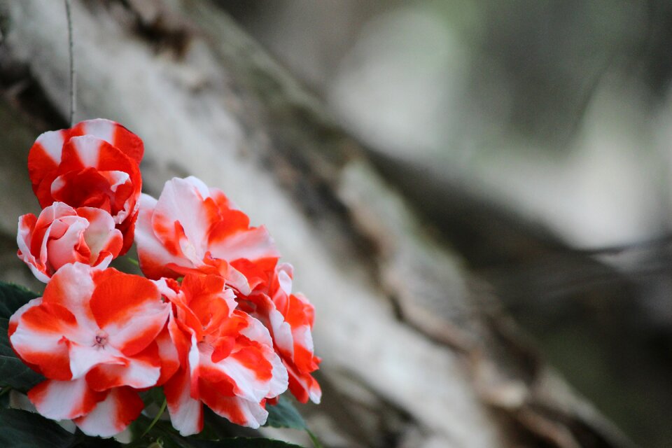 Spring plant blooming