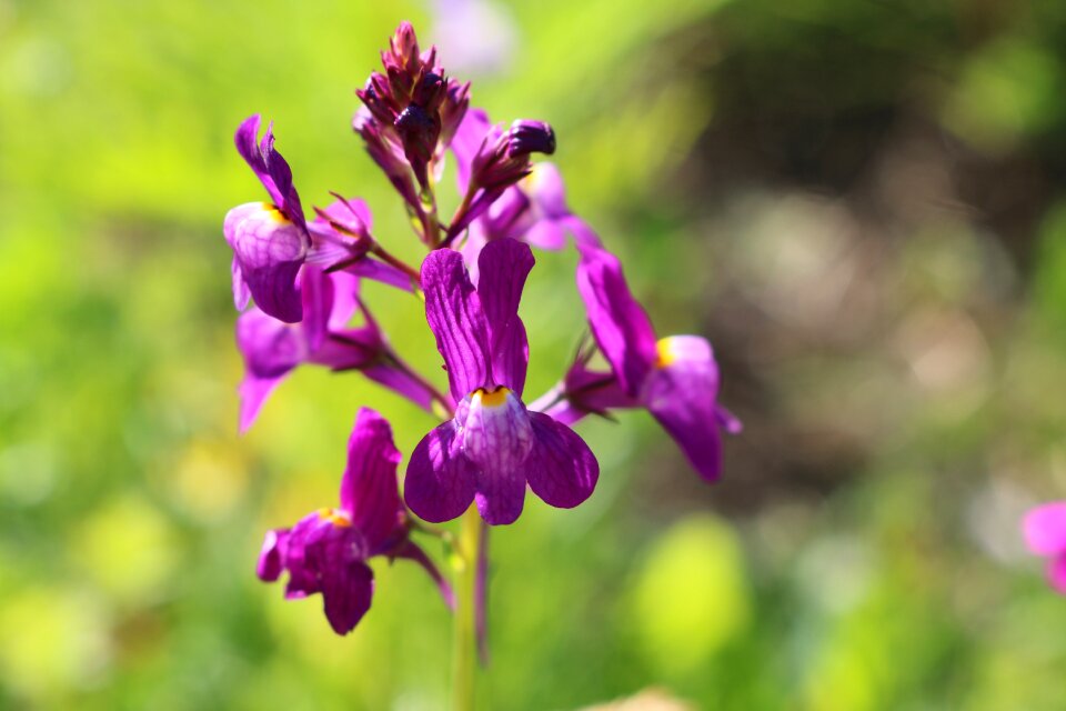 Flower summer color
