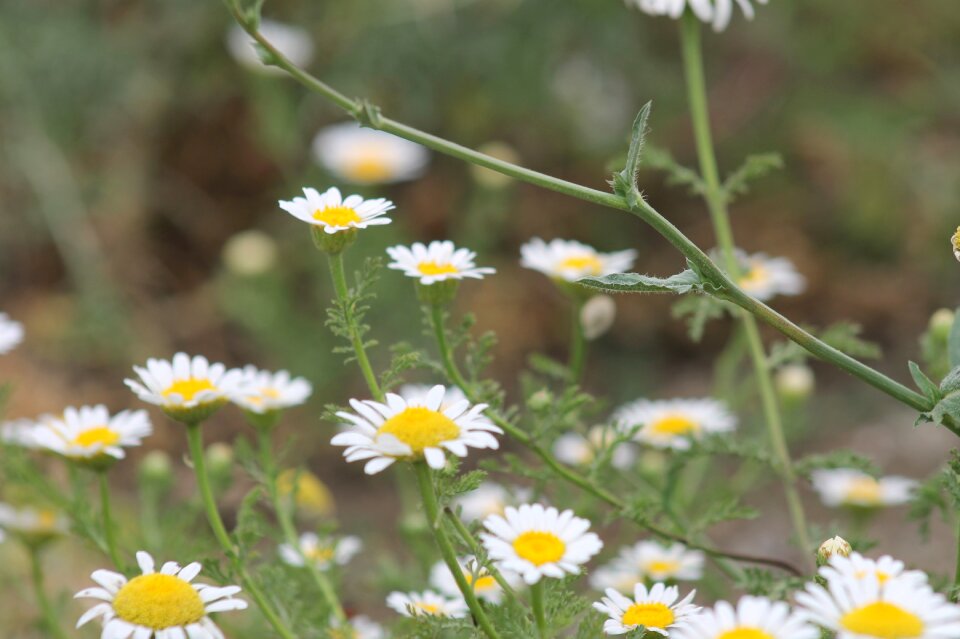 Flowers nature white daisies