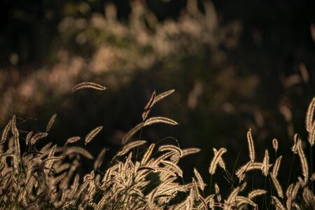 Backlighting meadow nature