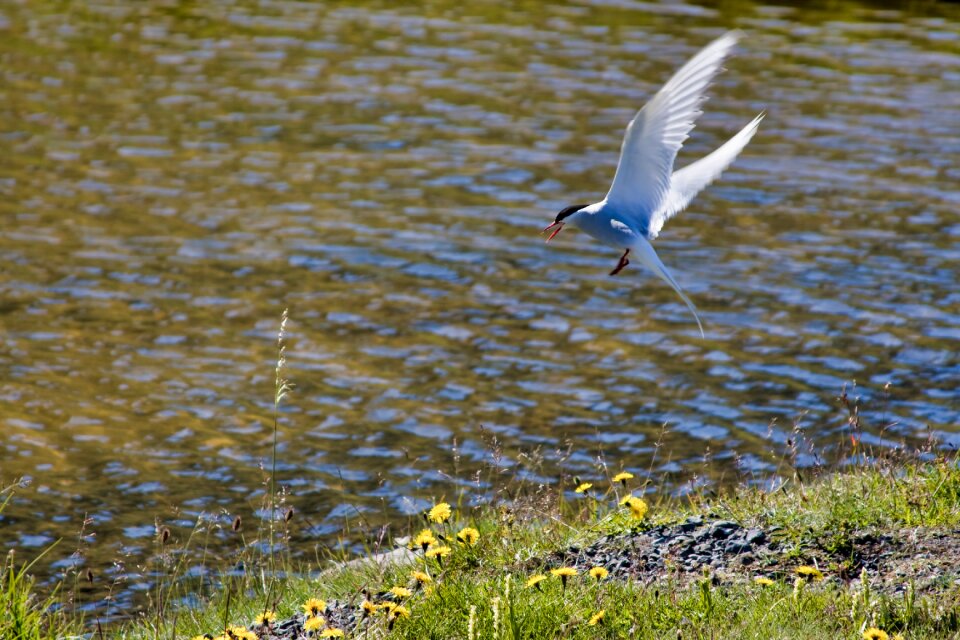 Nature animal wing