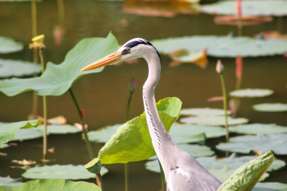 Wildlife nature natural