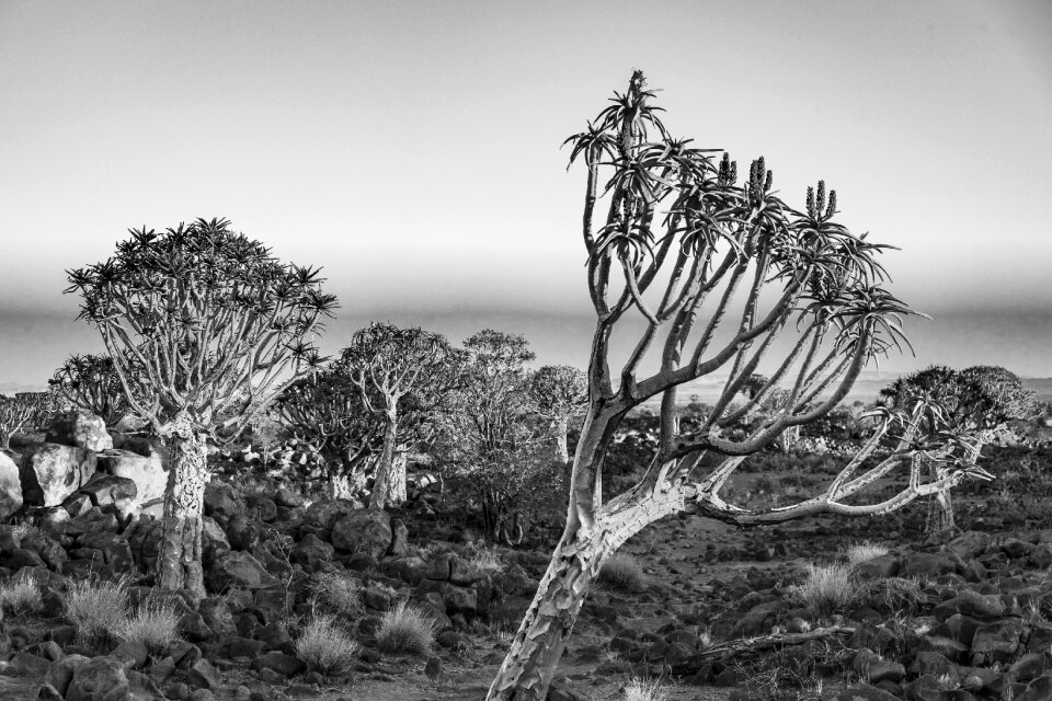 Black and white nature safari