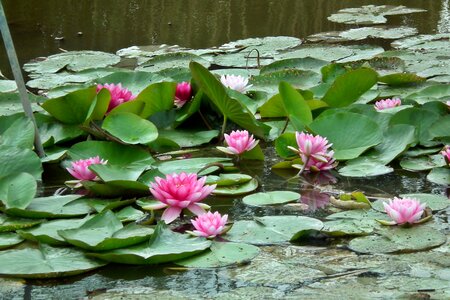 Pond water lily nature photo