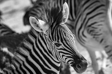 Safari animal stripes