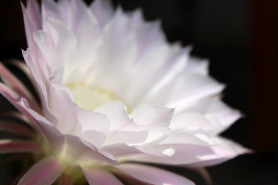 Cactus blossom close up white blossom