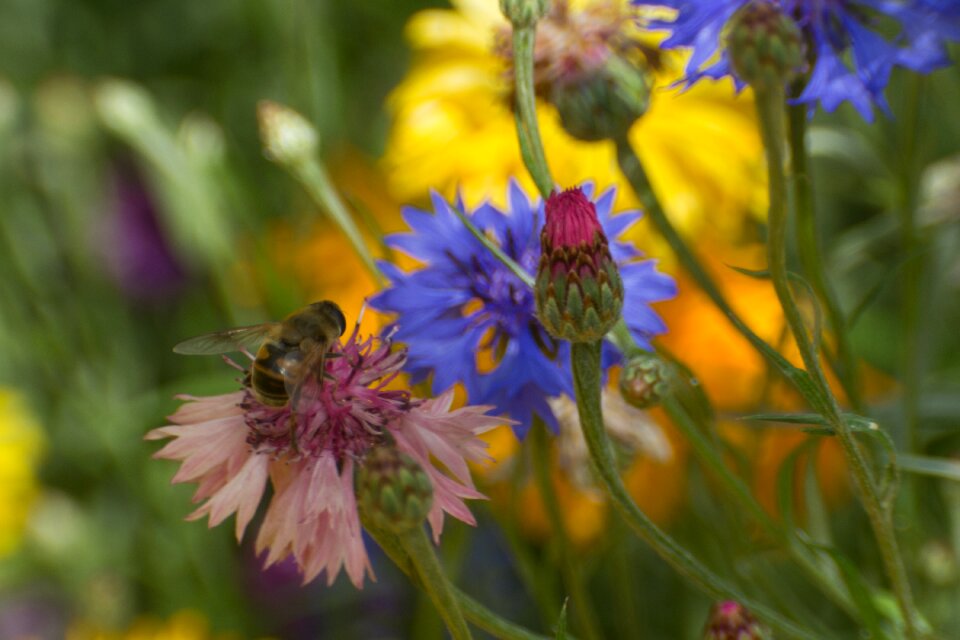 Summer spring wild flowers