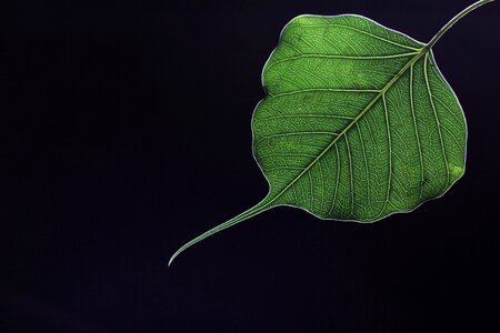 Religious green black