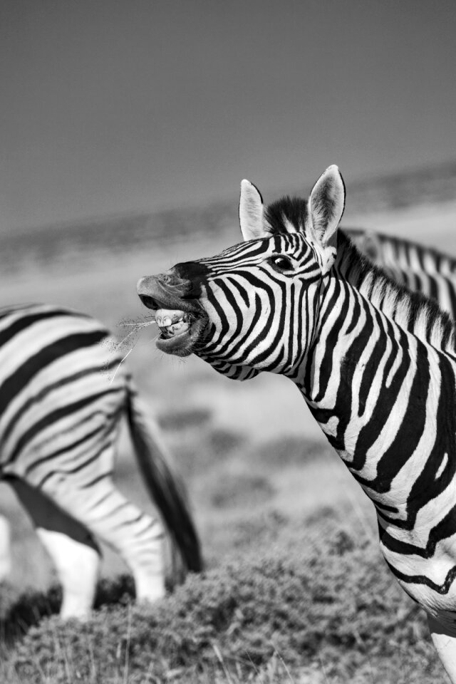 Stripes animal animal world
