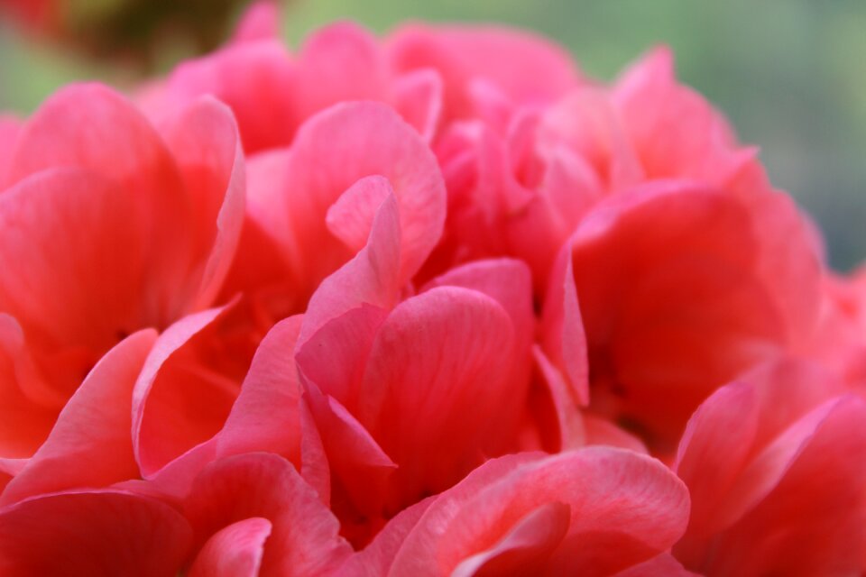 Geranium close up petals