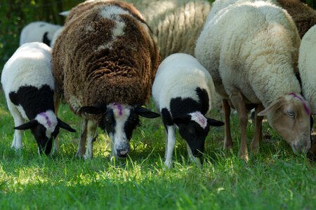 Flock agriculture pasture