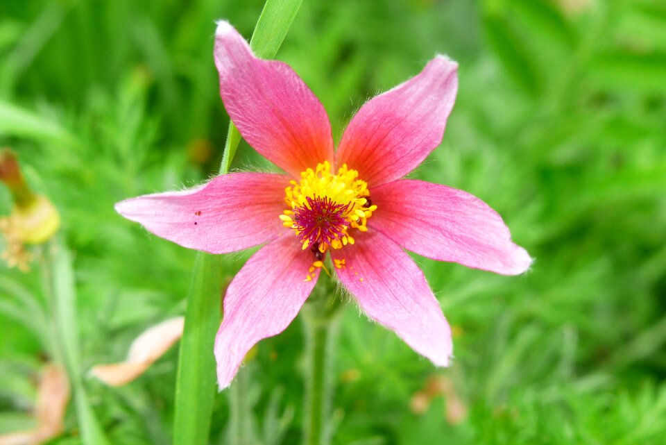 Garden floral beautiful