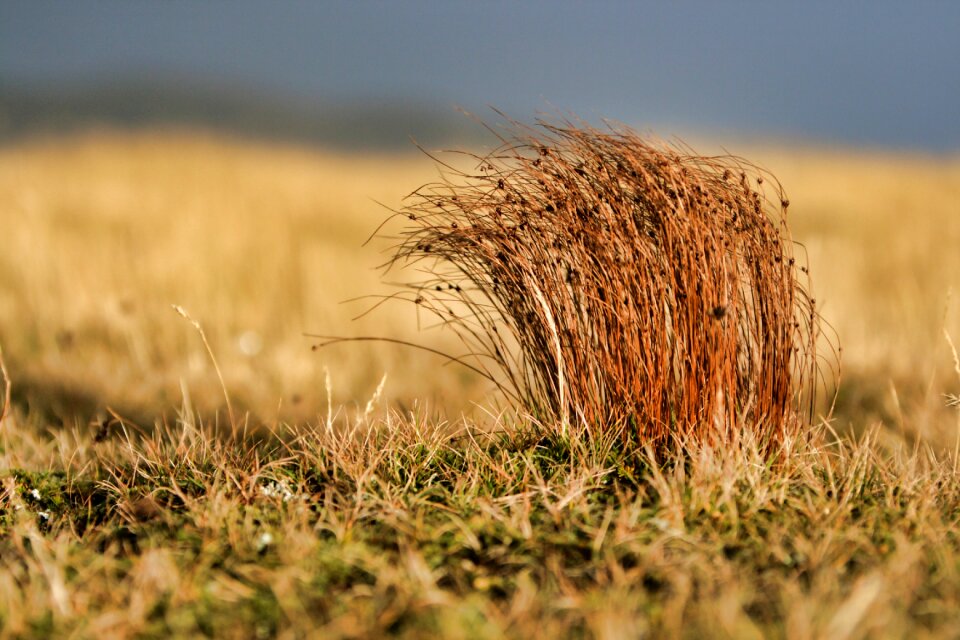Nature autumn wind beaten