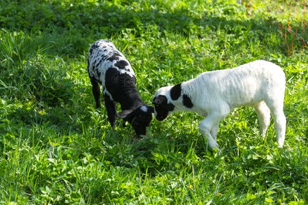 Cattle farm cute photo