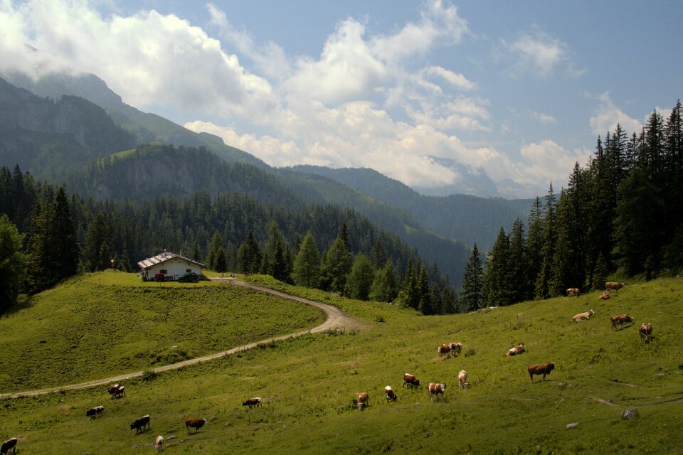 Landscape tree the alps
