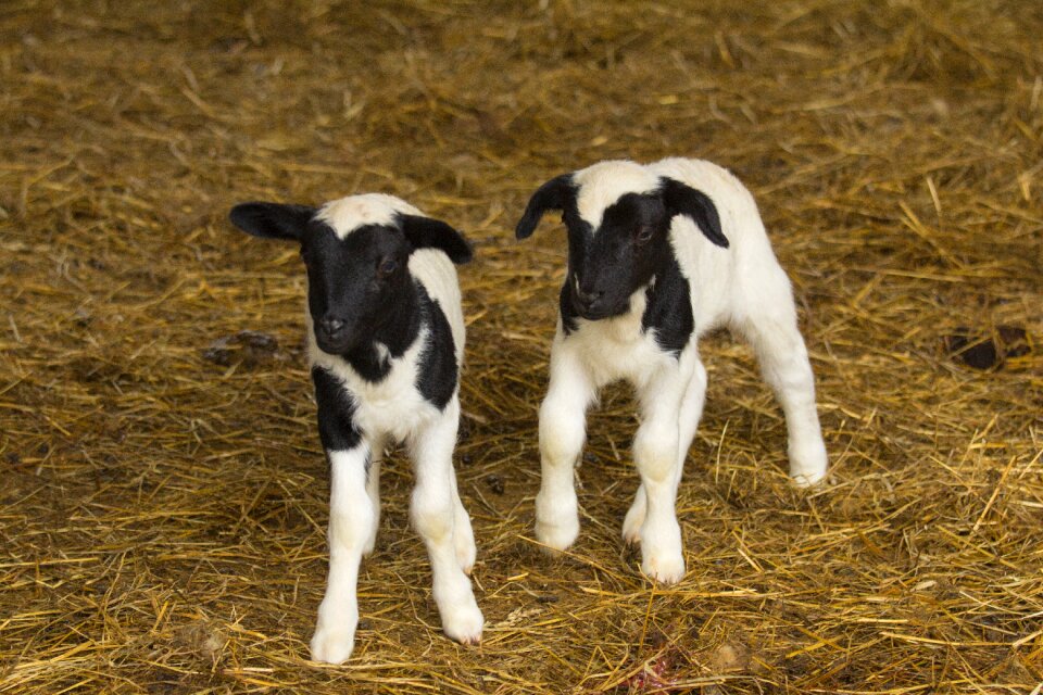 Flock pasture cute