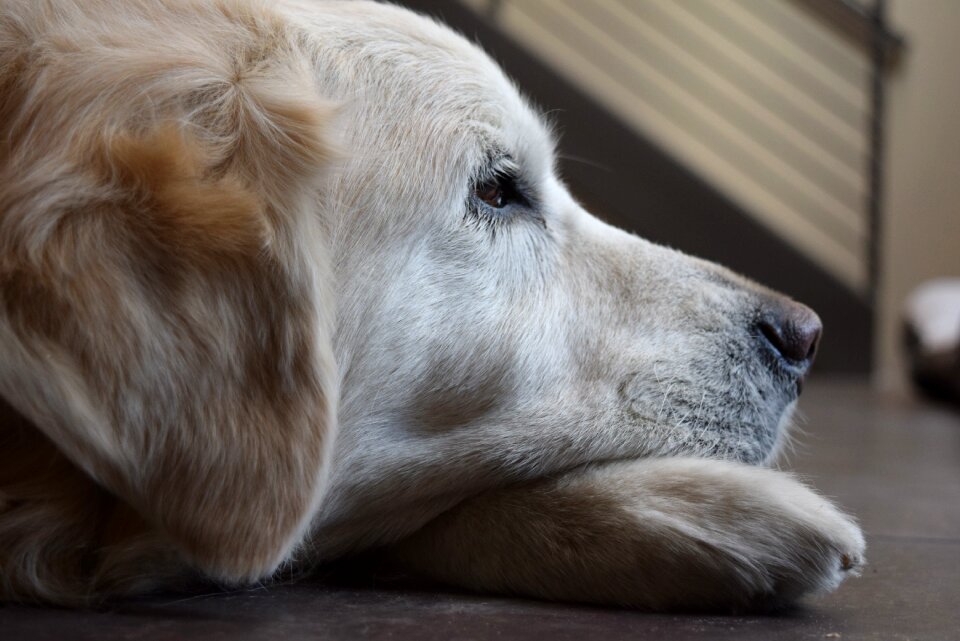Animal bored waiting