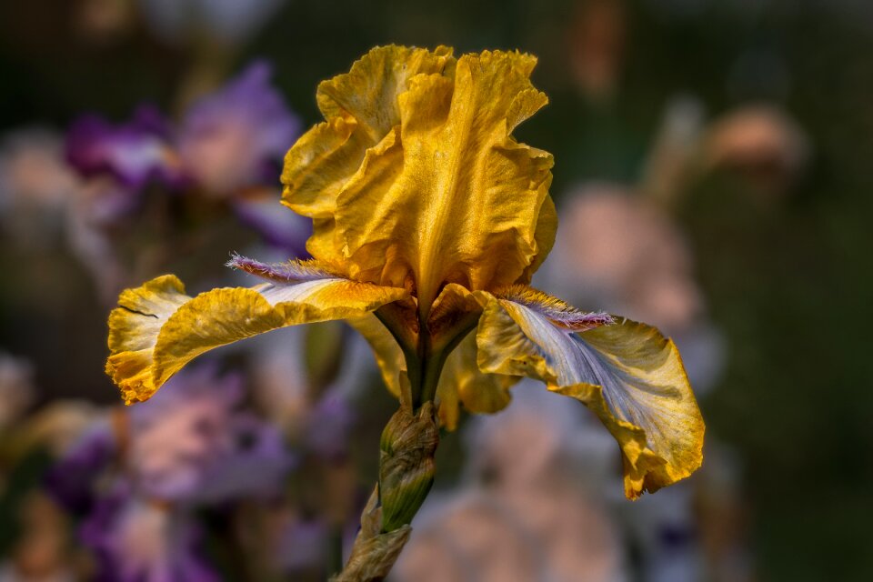 Flower iris yellow summer