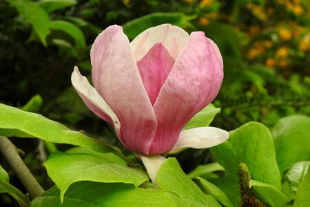 Garden leaf magnolia photo