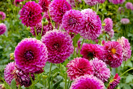 Pink bloom beauty
