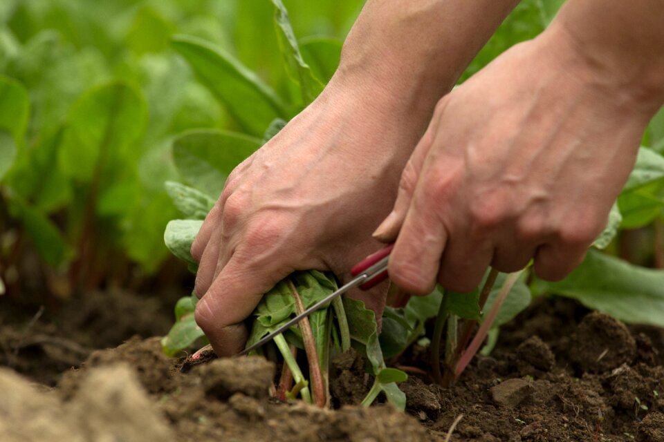 Fresh bio gardening