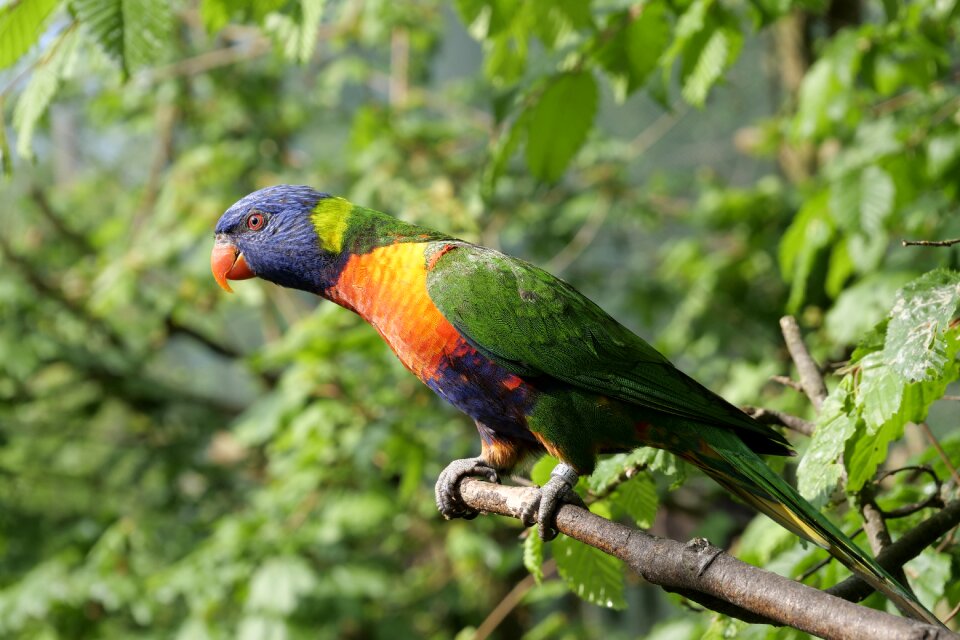 Exotic bird colorful plumage