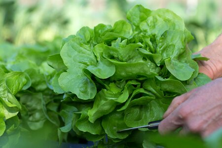 Fresh vegetables bio