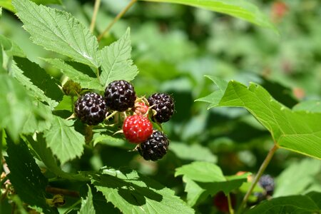 Raspberry leaves green