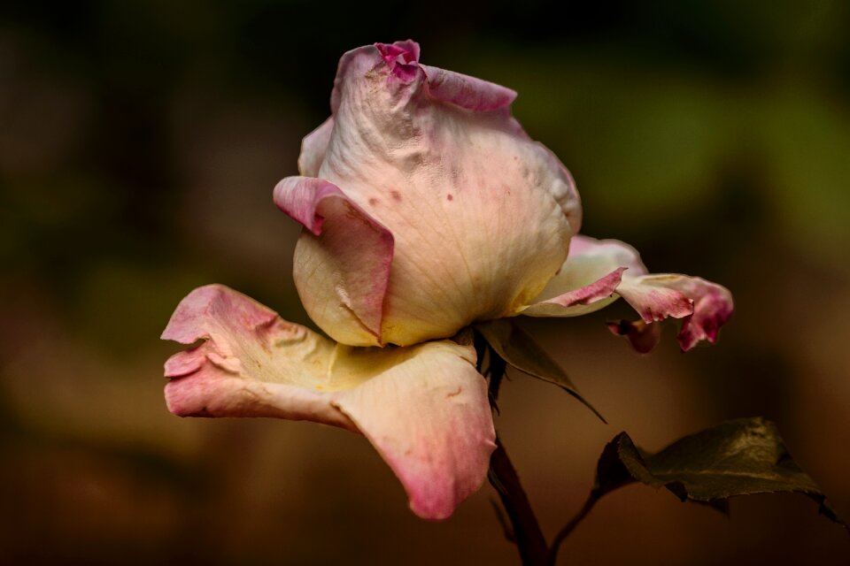 Color pink rosebush pink flower