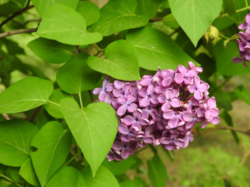 Flower garden without
