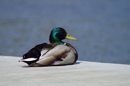 Pen ducks kaczor photo