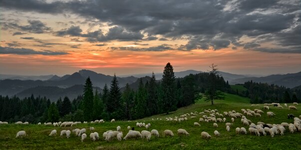 Grazing landscape sky photo