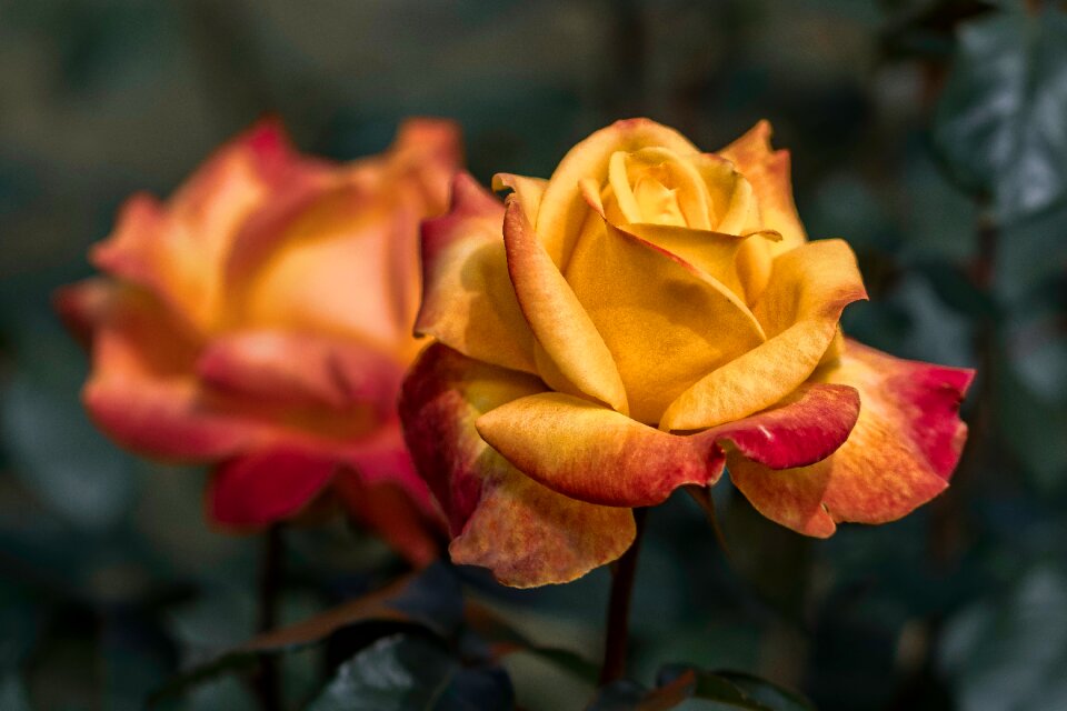 Nature plant petals