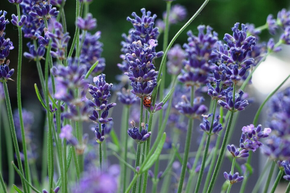 Plant perfume nature
