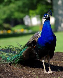 Colorful colored beak