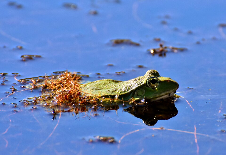 Water frog frog pond high
