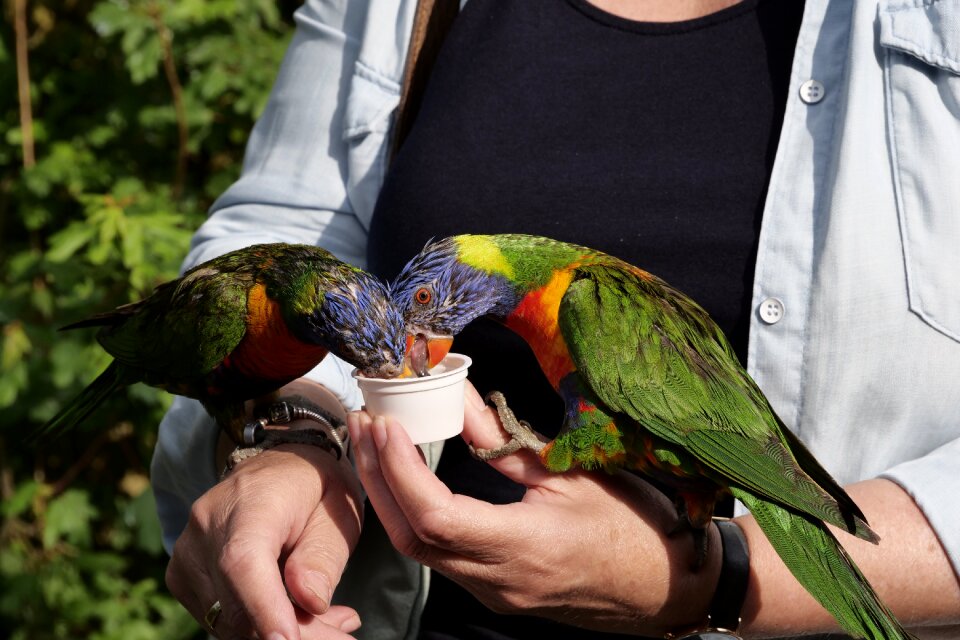 Plumage loris honey parrot