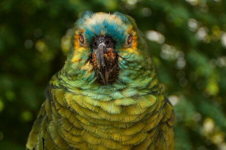 Exotic beak color