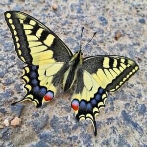 Insect nature gray butterfly