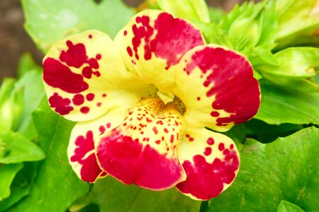 Summer flower plant