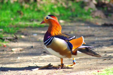 Bird duck mandarin photo