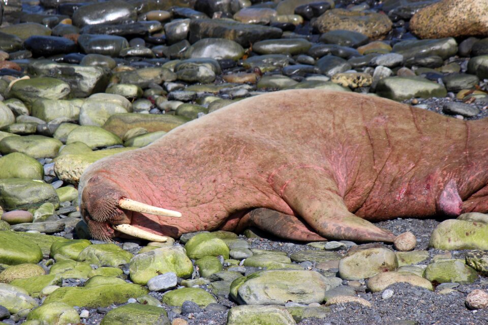 Scotland wally scotland walrus walrus wick harbour