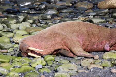 Scotland wally scotland walrus walrus wick harbour photo