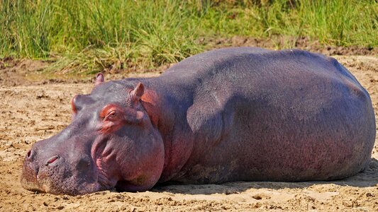 Relaxation rest animal world