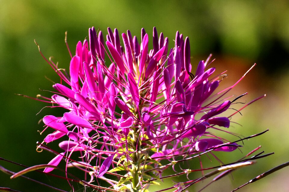 Plant summer nature