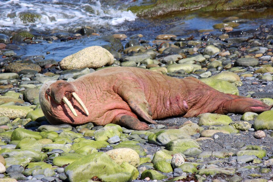 Walrus scotland walrus wick harbour wally the walrus