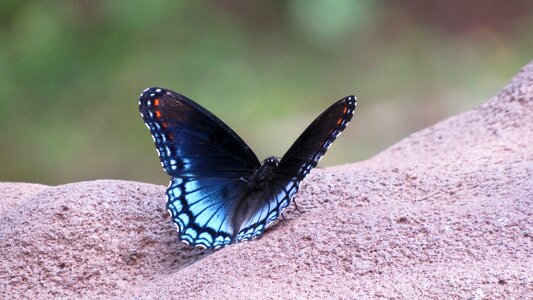 Insect butterflies wing photo