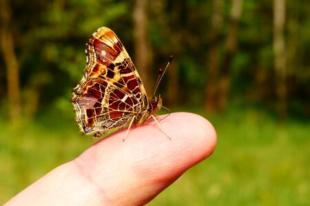 Animals butterfly day invertebrates