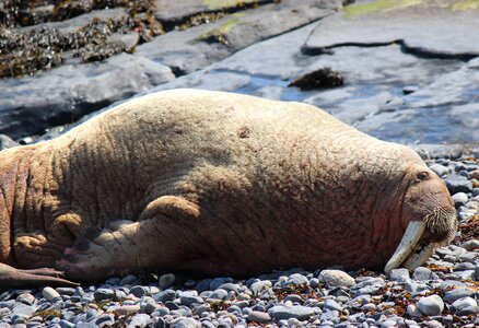 Walrus scotland walrus wick harbour wally the walrus