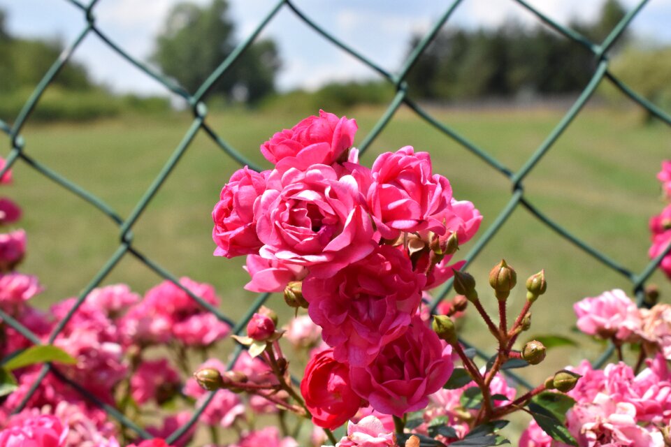 Fence summer beautiful